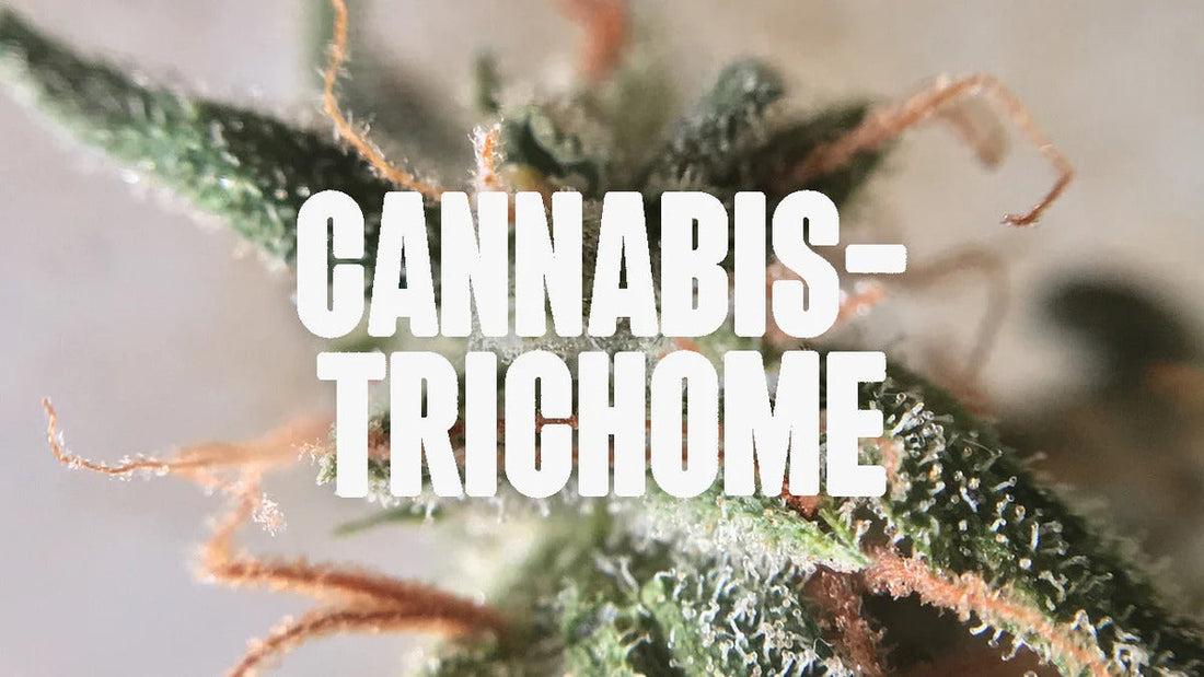 Cannabis Trichome erkennen & verstehen – dein kompletter Guide